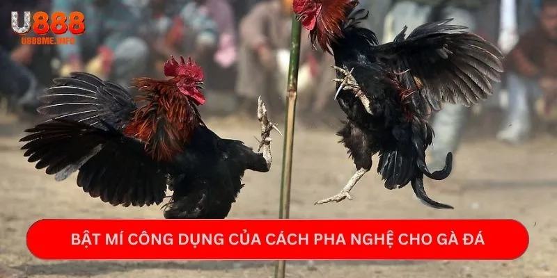 Bật mí công dụng của cách pha nghệ cho gà đá