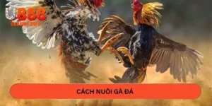 Cách nuôi gà đá