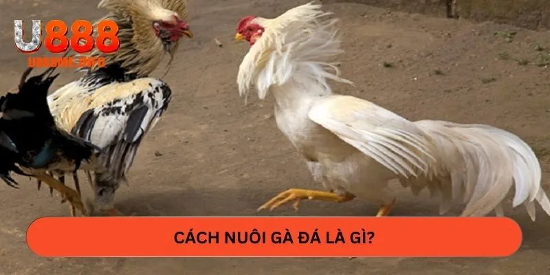 Tìm hiểu cách nuôi gà đá là gì?