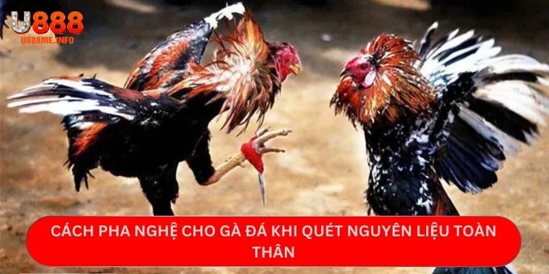 Cách pha nghệ cho gà đá khi quét nguyên liệu toàn thân