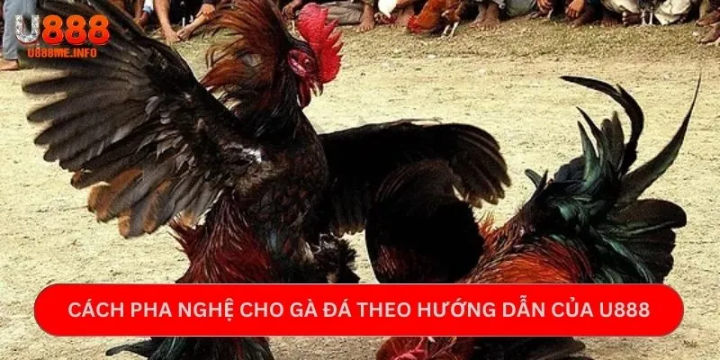 Cách pha nghệ cho gà đá theo hướng dẫn của U888
