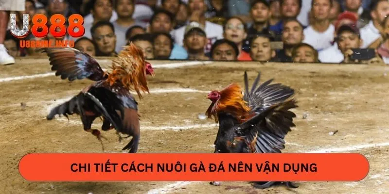 Chi tiết cách nuôi gà đá nên vận dụng