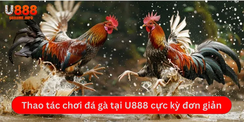 Thao tác chơi đá gà tại U888 cực kỳ đơn giản