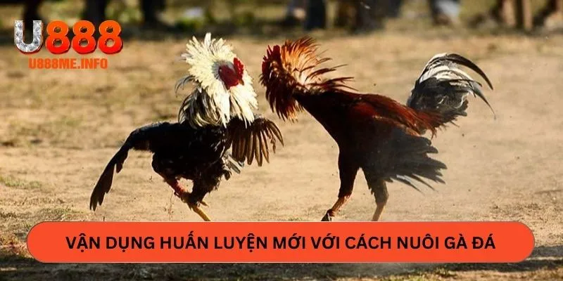 Vận dụng huấn luyện mới với cách nuôi gà đá